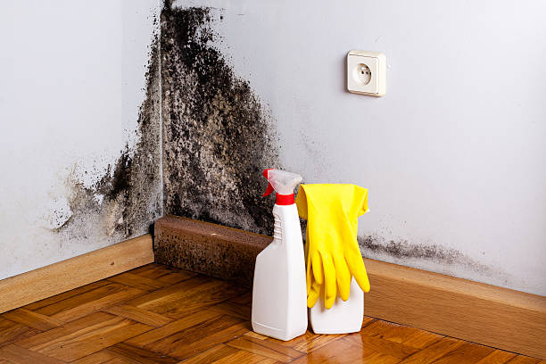 Mold Documentation for Insurance Claims in Aptos Hills Larkin Valley, CA